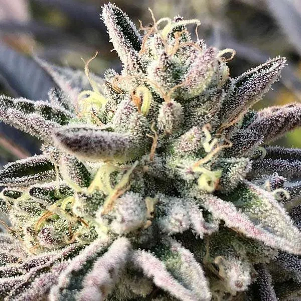 wedding cake clones