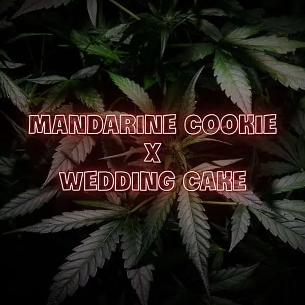 mandarin cookies x af
