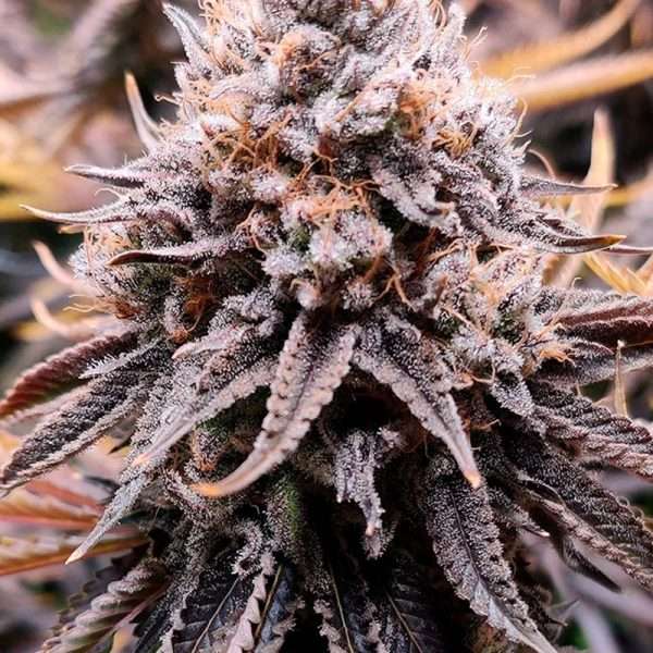 mimosa clones