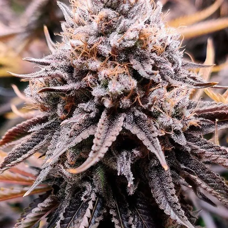 mimosa clones