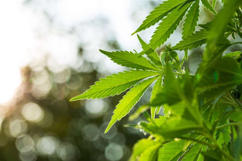 what are cannabis terpenes