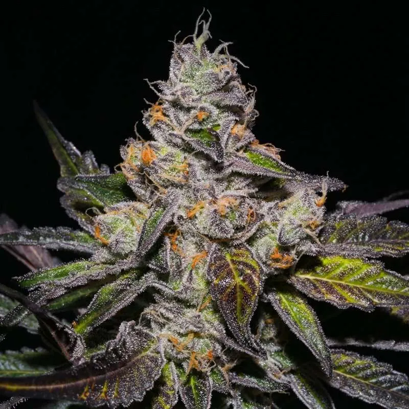 peanut butter breath clones