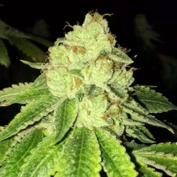 lemon tart clone