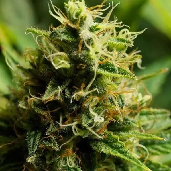 acapulco gold clone