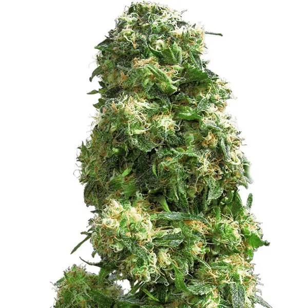 sensi skunk clones