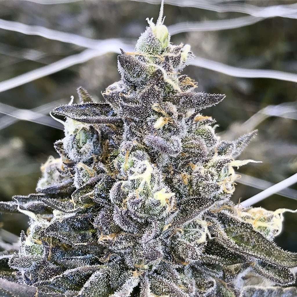 apple fritter weed clones
