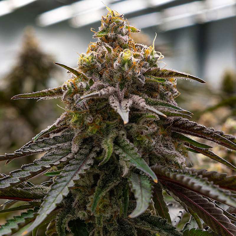 mac1 clones mi