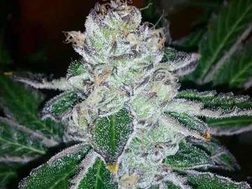 gas breath clones in flower