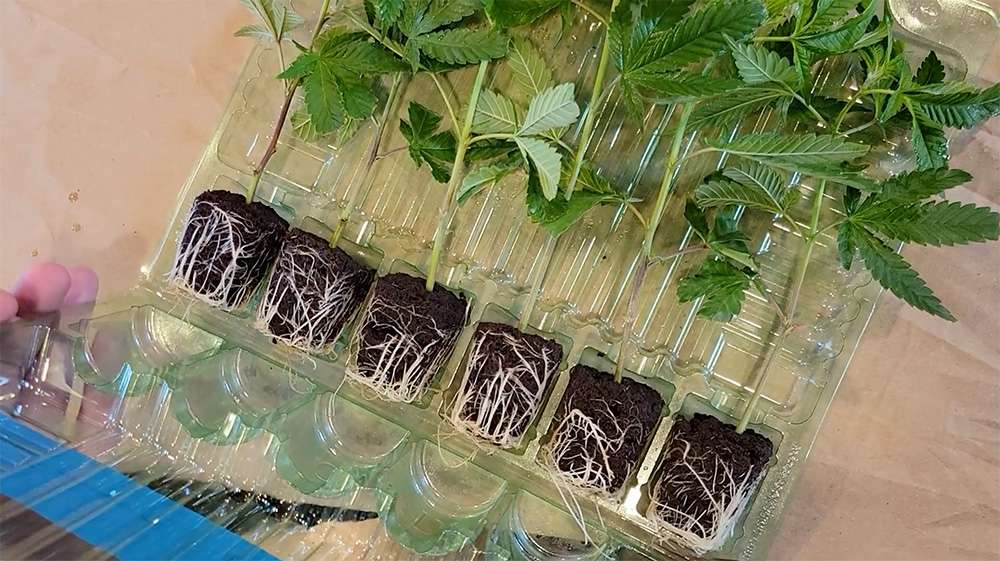 healthy clone roots colorado