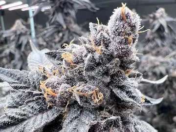 jealousy strain in flower