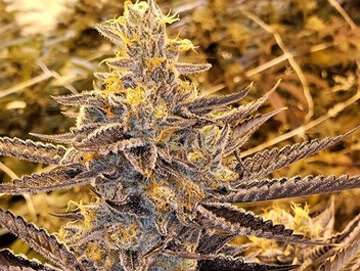 bittersweet clones philly