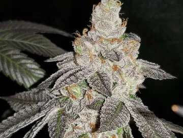 blue unicorn poop clones philadelphia