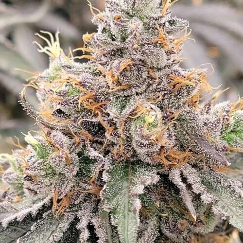 blue unicorn poop strain