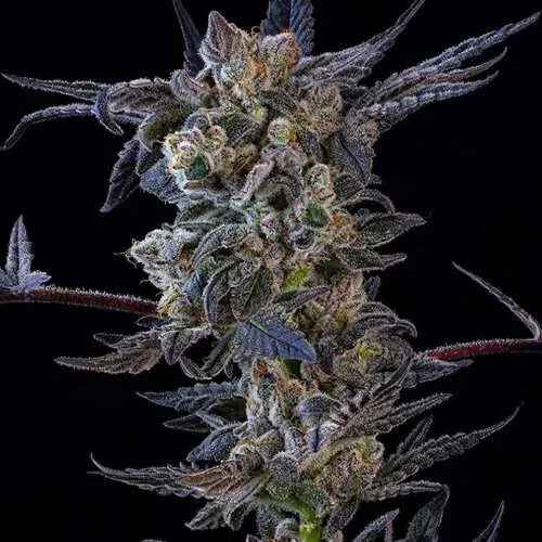 daily grape clones