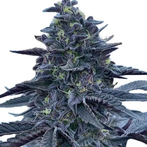gush mints strain
