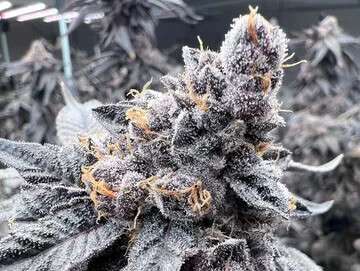 jealousy strain in flowering