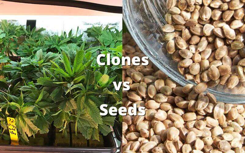 clones vs seeds