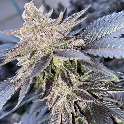 sherbet breath clones seattle