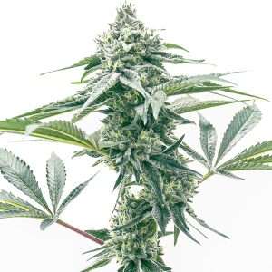 godfather og seeds