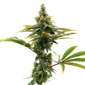 gorilla glue #4 seeds autoflower