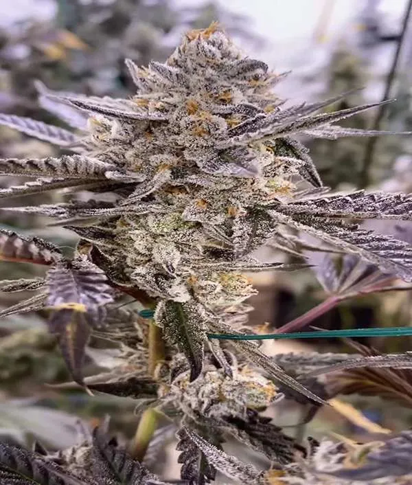 jokerz candy flower