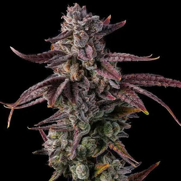 gg4 clones