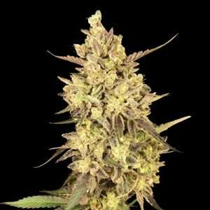 banizzle seeds