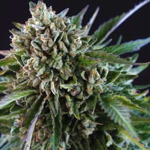 grease monkey seeds