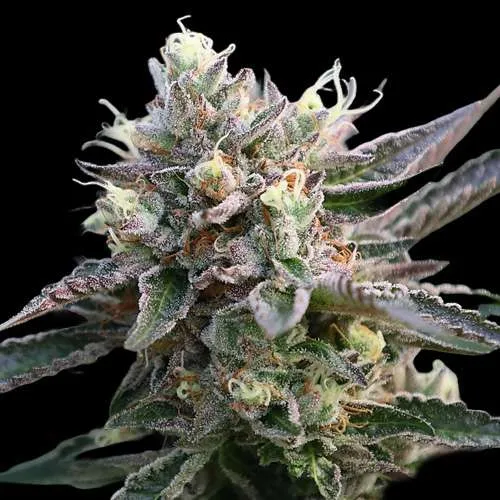notorious thc teen