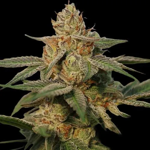 pb breath teens