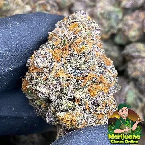 thca flower pounds