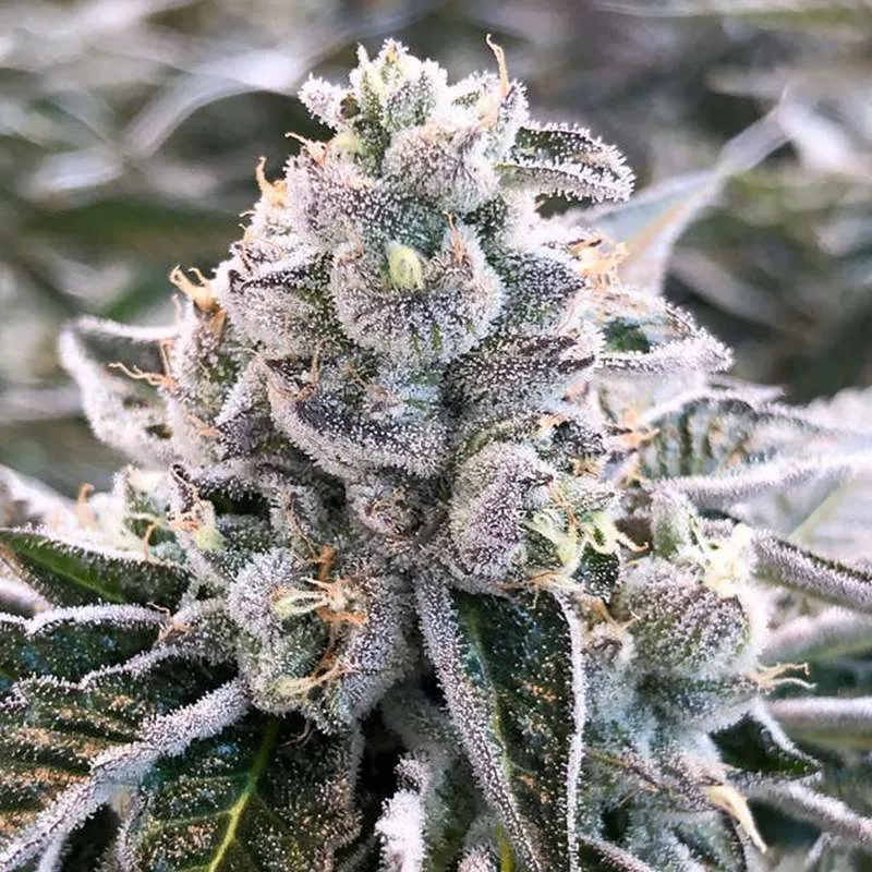 dolato marijuana clones